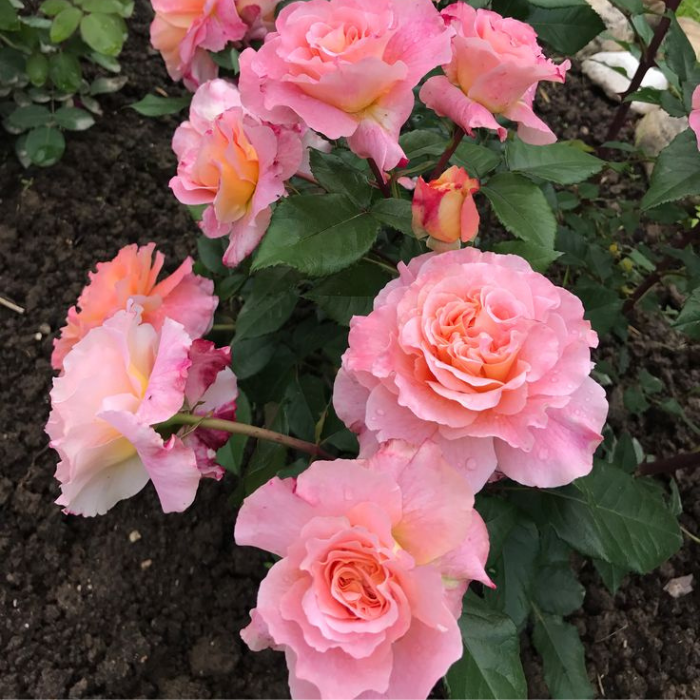 Escalando Videira Sementes de Flores de Rosa