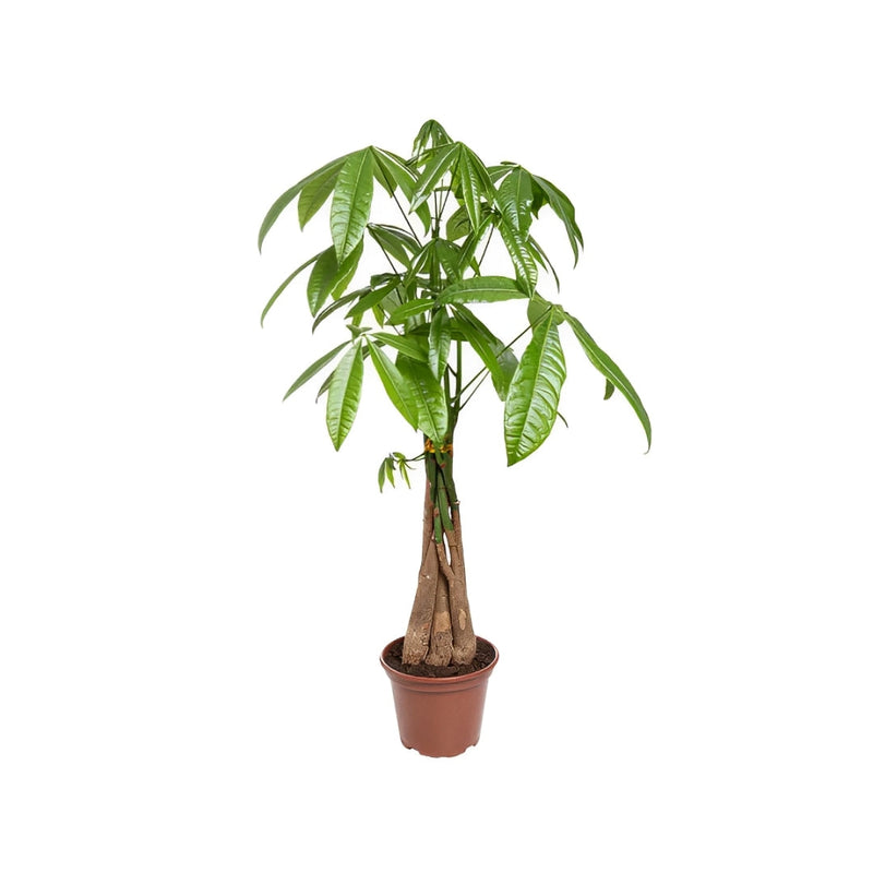 Pachira Aquatica (Árvore do Dinheiro)