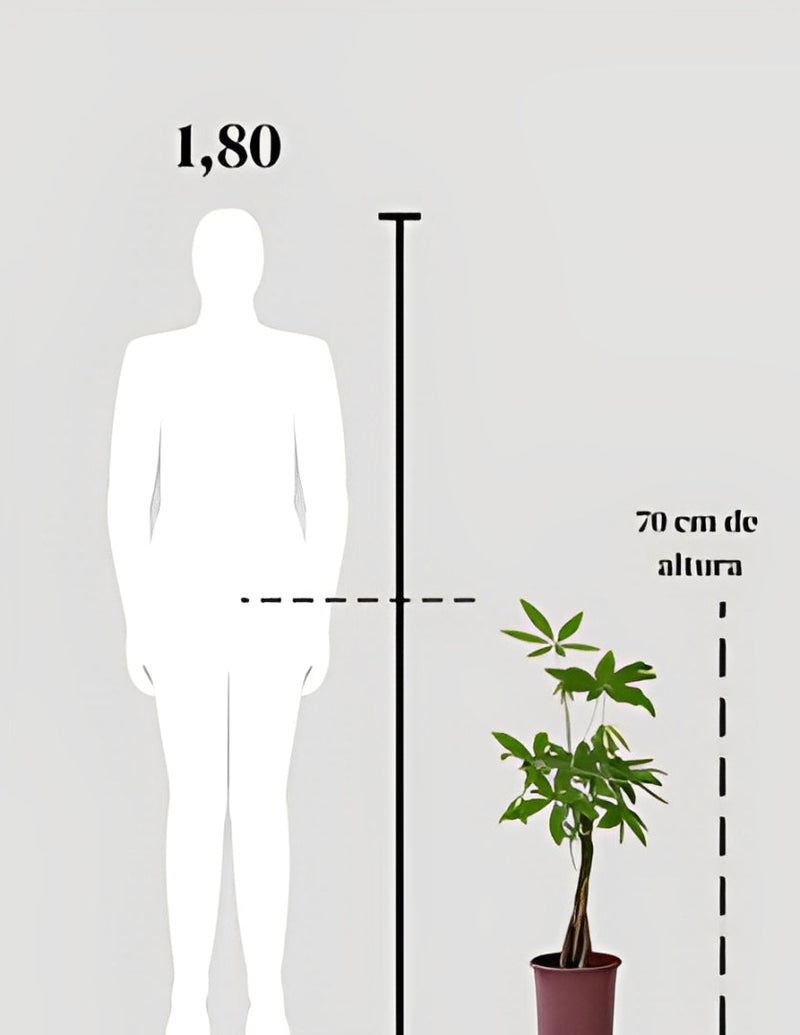 Pachira Aquatica (Árvore do Dinheiro)