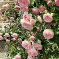 Escalando Videira Sementes de Flores de Rosa