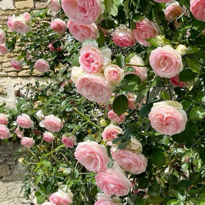 Escalando Videira Sementes de Flores de Rosa