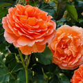 Escalando Videira Sementes de Flores de Rosa