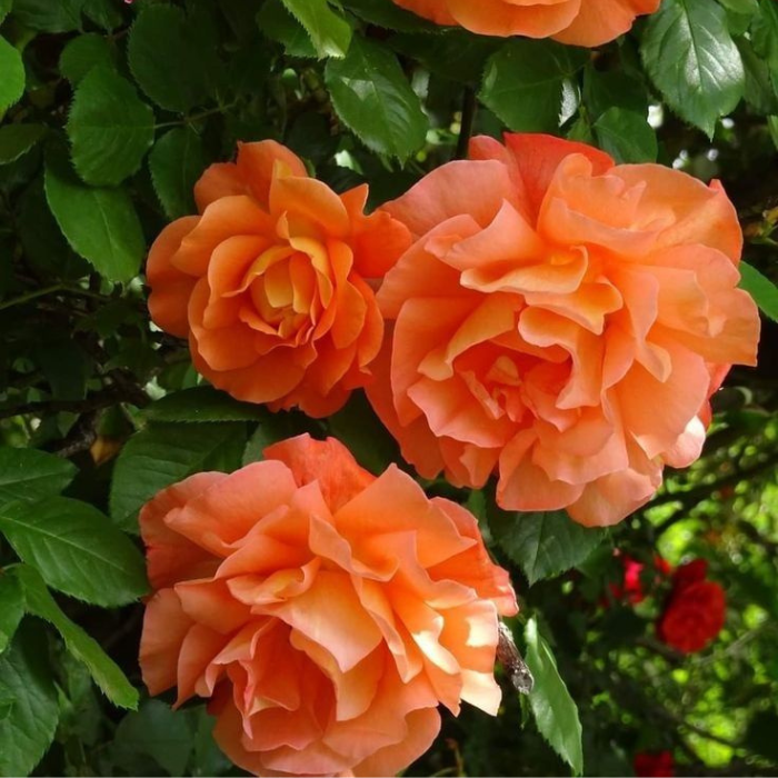 Escalando Videira Sementes de Flores de Rosa