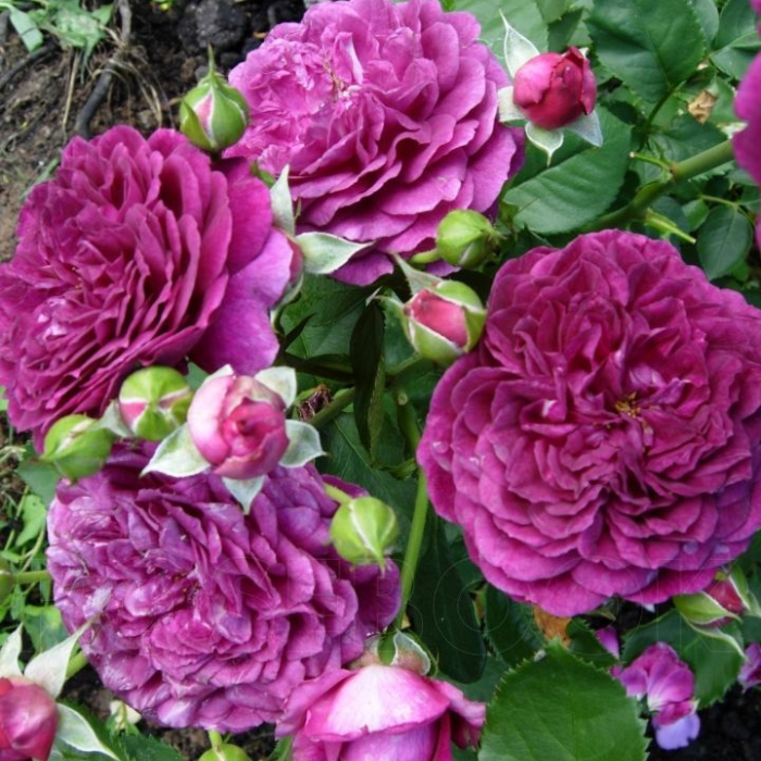 Escalando Videira Sementes de Flores de Rosa
