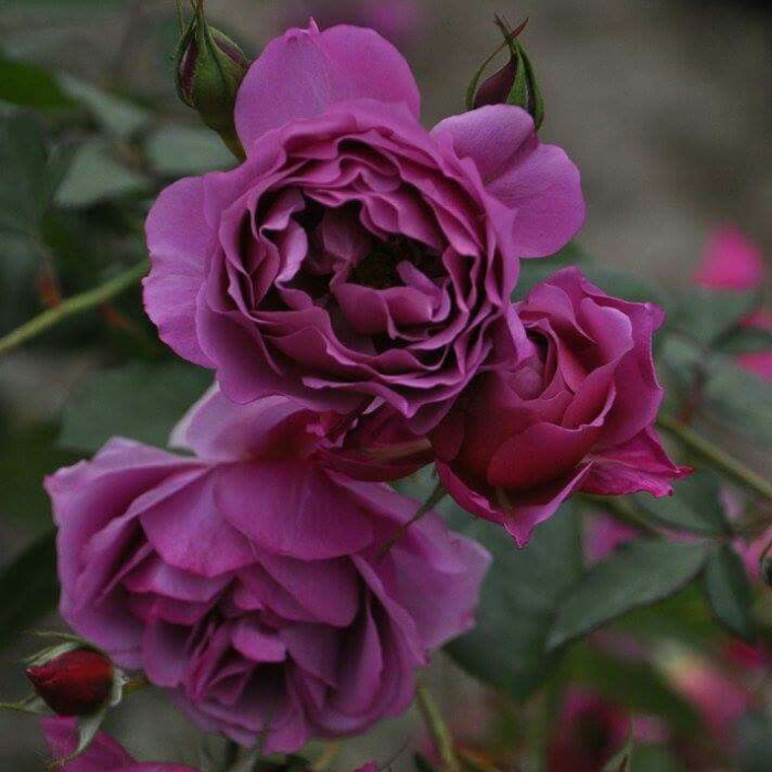 Escalando Videira Sementes de Flores de Rosa