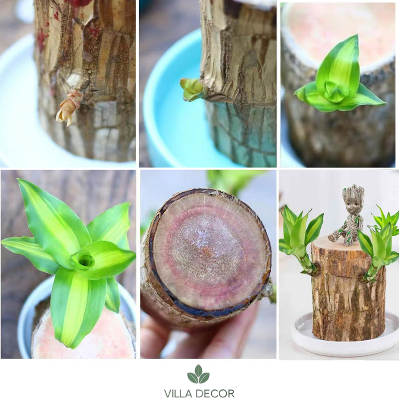 Planta Madeira Brasileira Sorte + Monge de Brinde