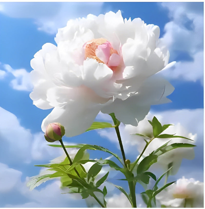 Peônias da Rainha: Floresça seu Jardim (+ BRINDE ESPECIAL)