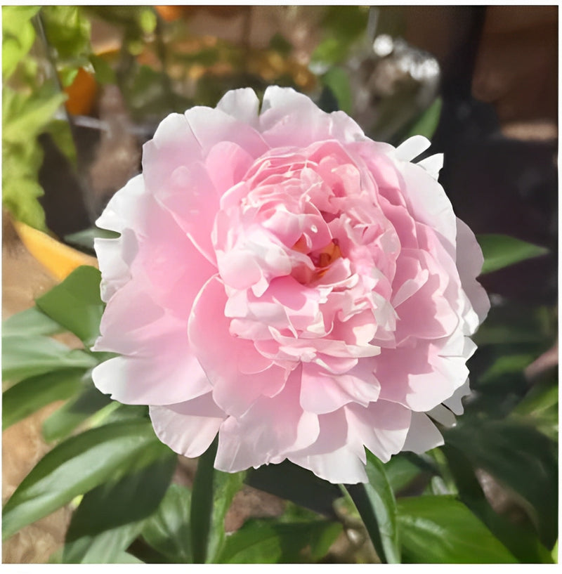 Peônias da Rainha: Floresça seu Jardim (+ BRINDE ESPECIAL)