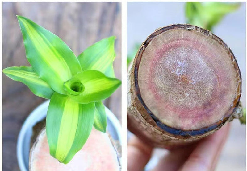 Planta Madeira Brasileira Sorte + Monge de Brinde