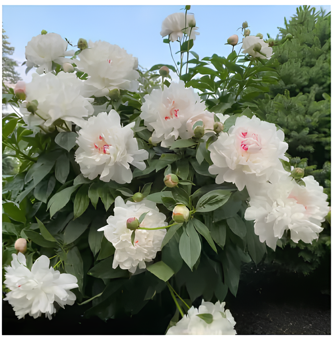 Peônias da Rainha: Floresça seu Jardim (+ BRINDE ESPECIAL)
