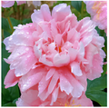 Peônias da Rainha: Floresça seu Jardim (+ BRINDE ESPECIAL)