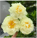 Peônias da Rainha: Floresça seu Jardim (+ BRINDE ESPECIAL)