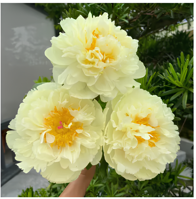 Peônias da Rainha: Floresça seu Jardim (+ BRINDE ESPECIAL)