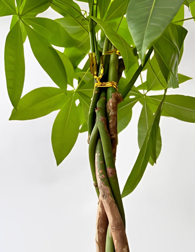 Pachira Aquatica (Árvore do Dinheiro)