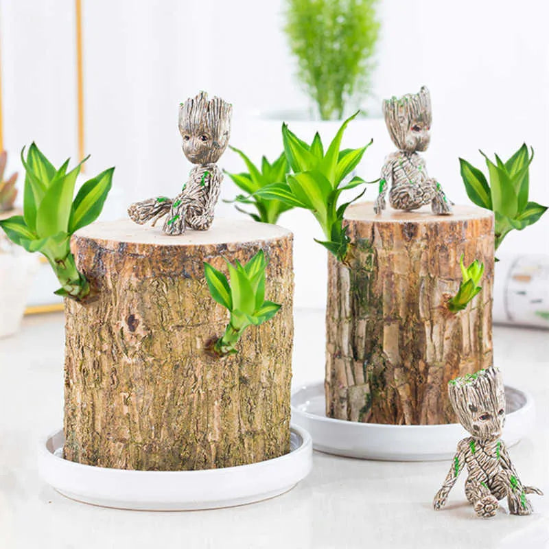 Planta Madeira Brasileira Sorte + Monge de Brinde