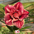 Rosas do Deserto (+ Brinde Especial)